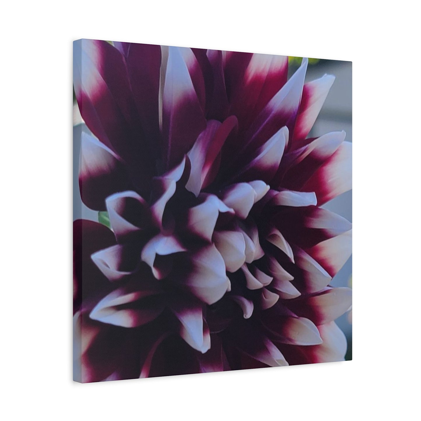Hopelessly Devoted To Dahlias, Matte Canvas, Stretched, 1.25"