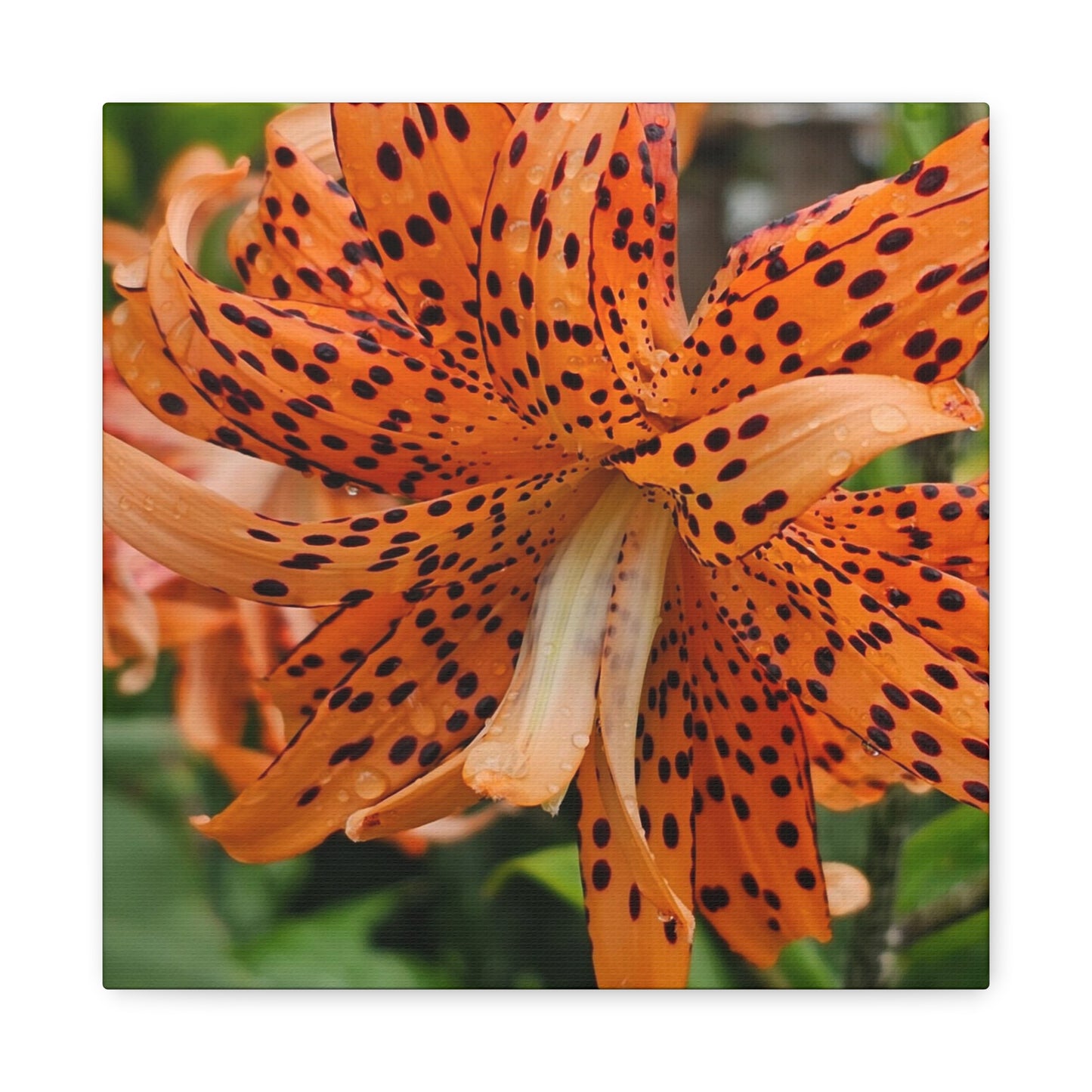 Tigerlily Thunderdome, Matte Canvas, Stretched, 1.25"