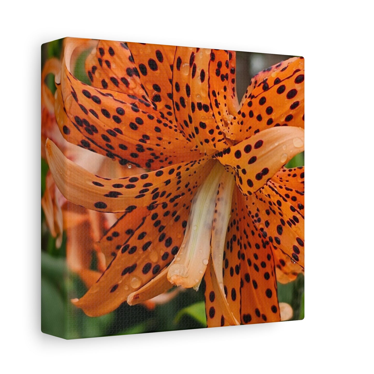 Tigerlily Thunderdome, Matte Canvas, Stretched, 1.25"