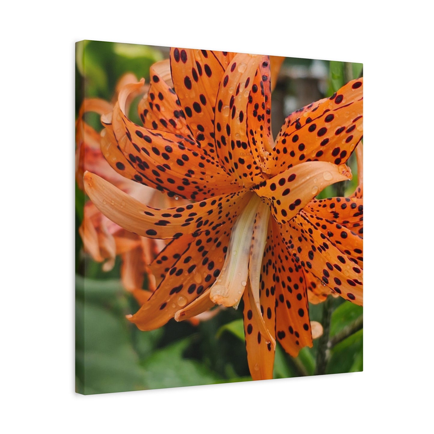 Tigerlily Thunderdome, Matte Canvas, Stretched, 1.25"