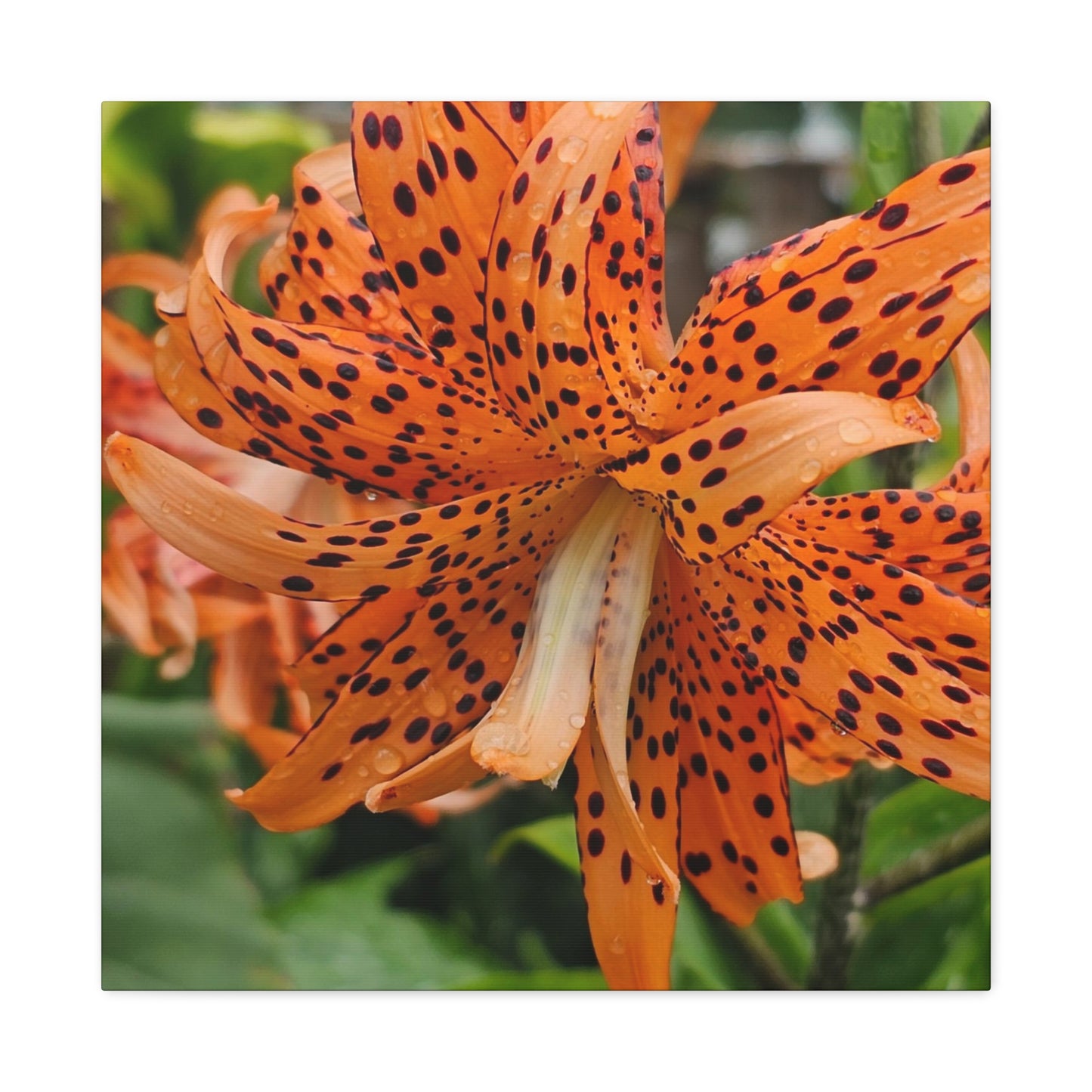 Tigerlily Thunderdome, Matte Canvas, Stretched, 1.25"