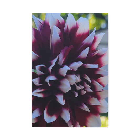 Hopelessly Devoted To Dahlias, Canvas Stretched, 1.5''